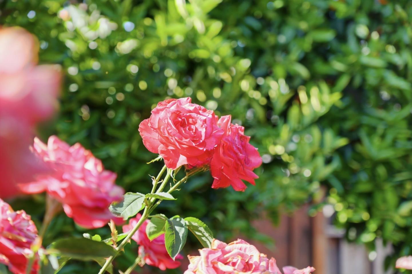 5315 Calderwood Lane