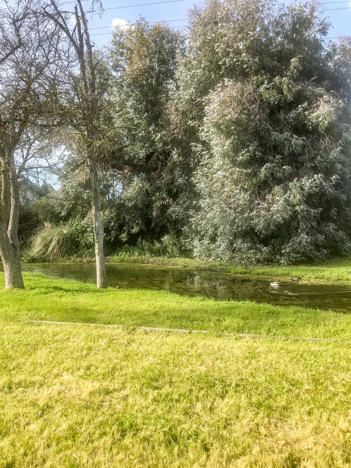 338 Diamond Oaks Road