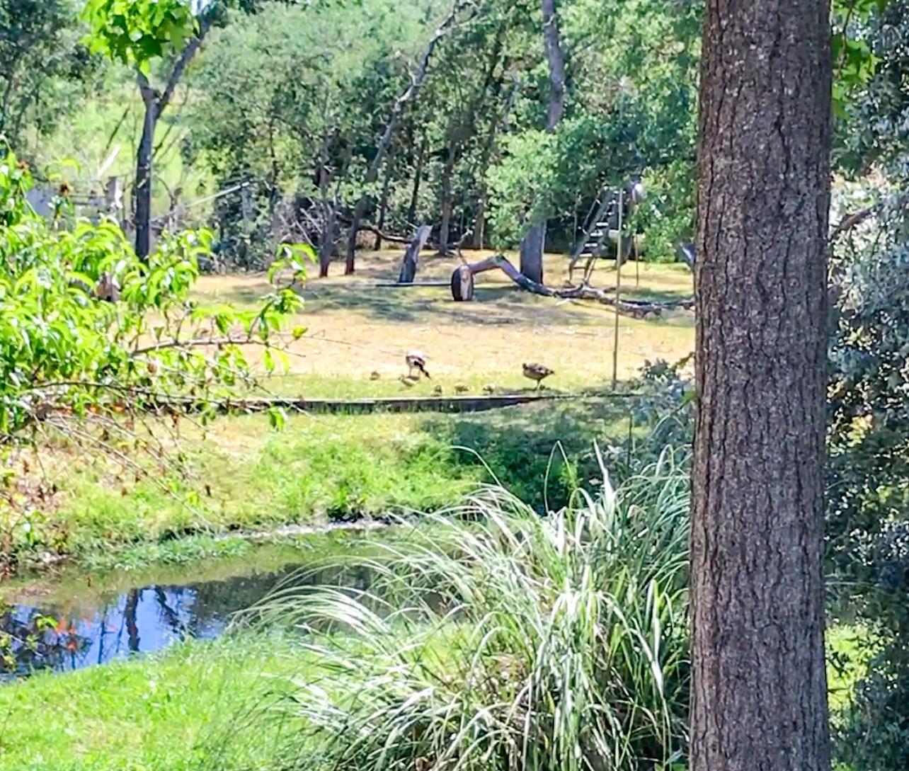 338 Diamond Oaks Road