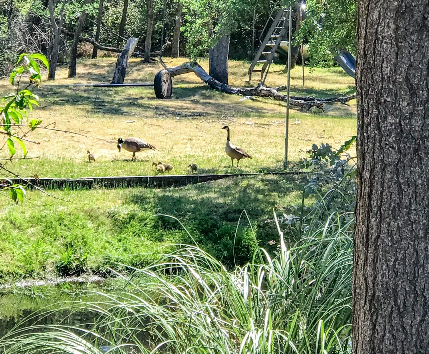 338 Diamond Oaks Road