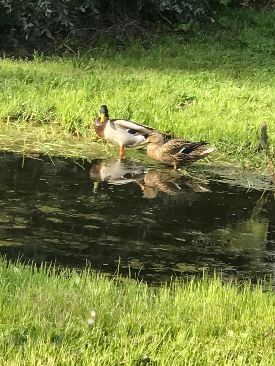 338 Diamond Oaks Road