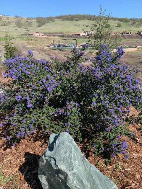 5529 Aspen Meadows Drive