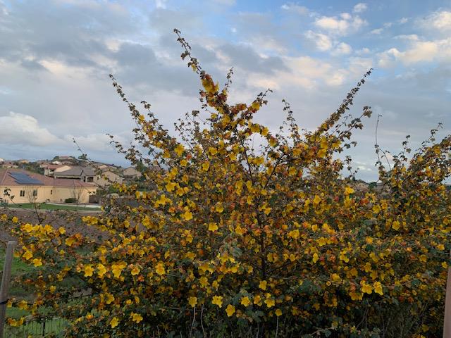 5529 Aspen Meadows Drive