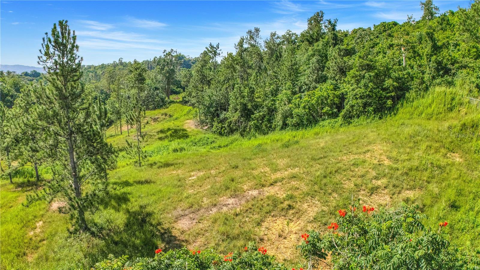 Sloping grassy lot bordered by dense trees, with scattered pines and red flowers in the foreground.