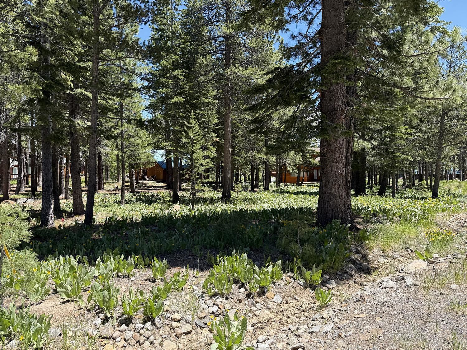 11681 Chalet Road