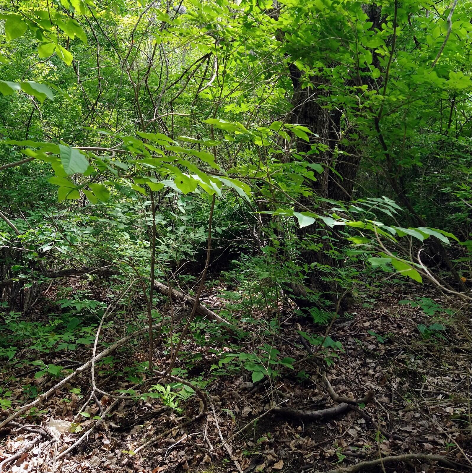 395 Moosehead Trail, A/B