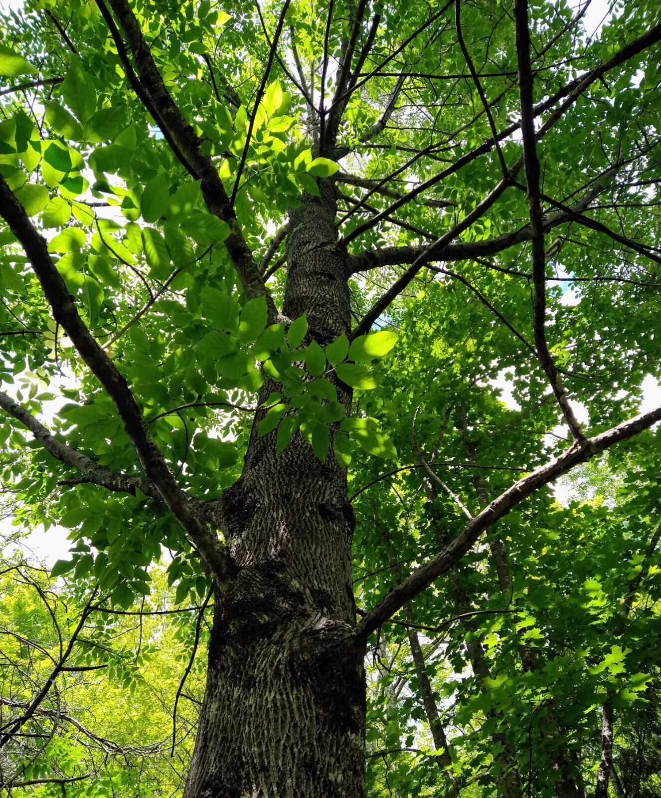 395 Moosehead Trail, A/B