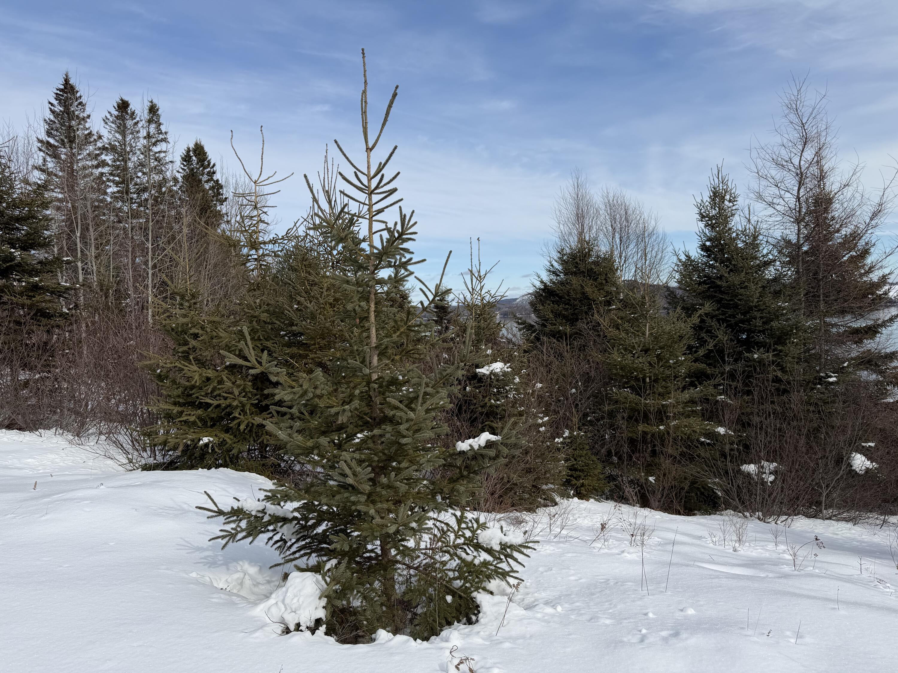 M6 L60-65 Gravel Road