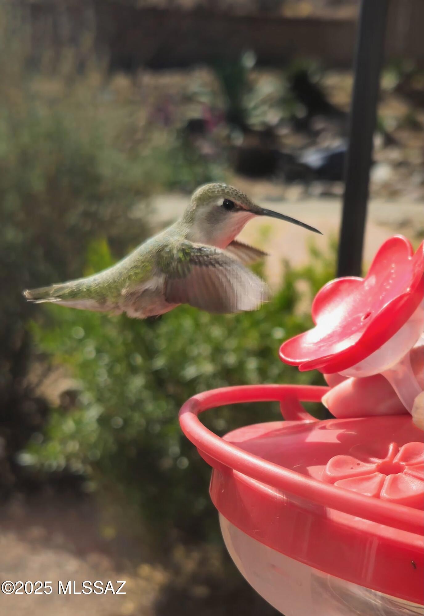 992 W Camino del Arrendajo