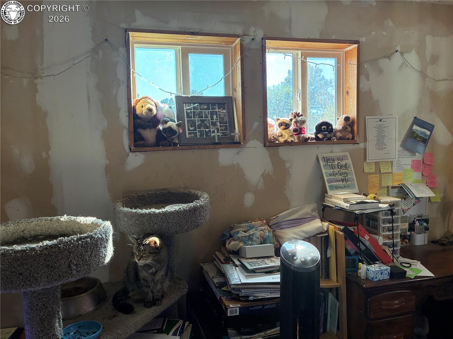 Unfinished room with patchy walls, two windows, and a tabby cat sitting on a cat tree.