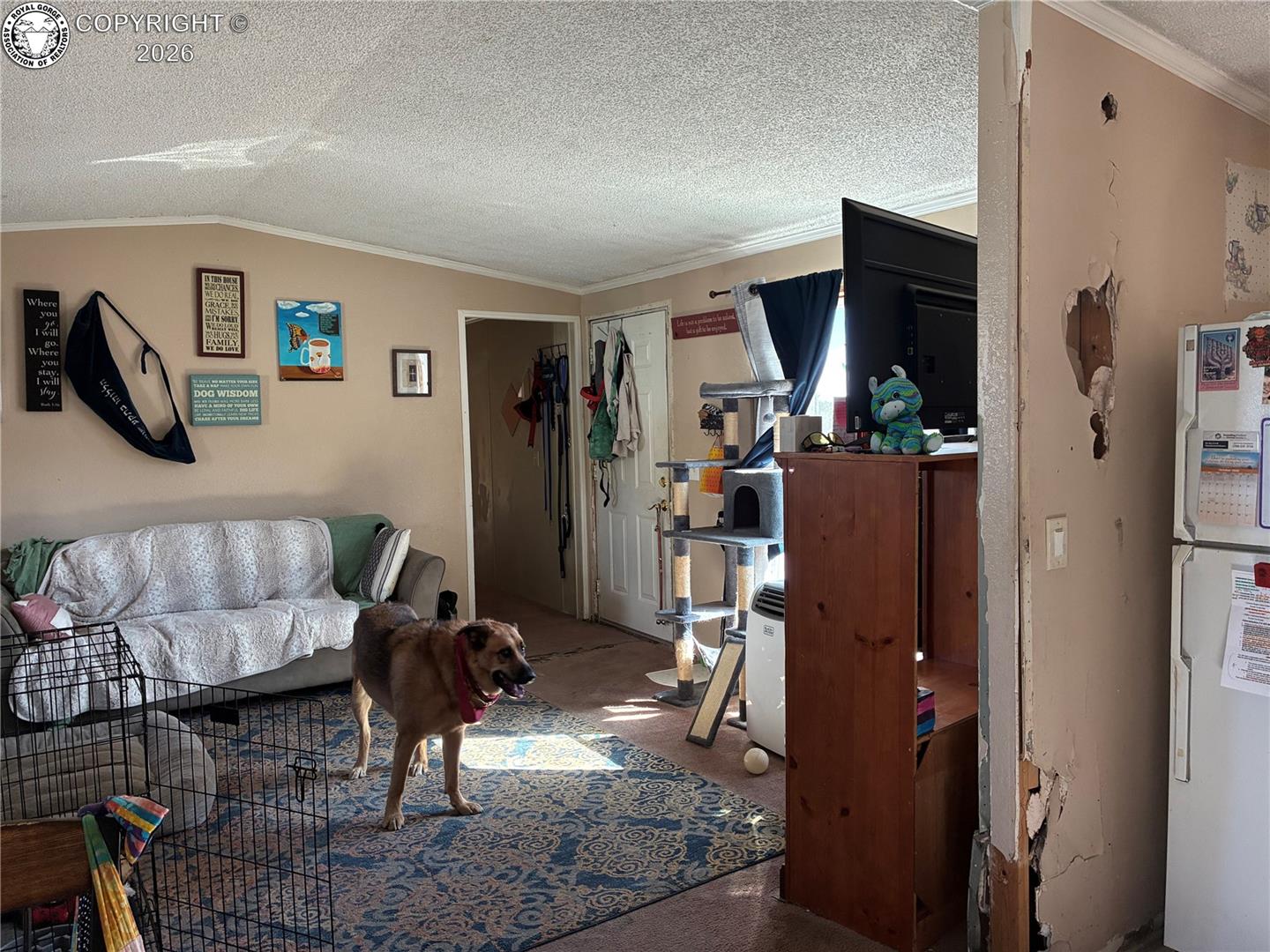 Living room with a dog, patterned rug, crowded furnishings, and a damaged wall beside the doorway.