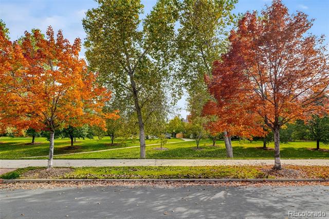 Tree-lined green space beside a street, with a sidewalk and vivid autumn foliage.