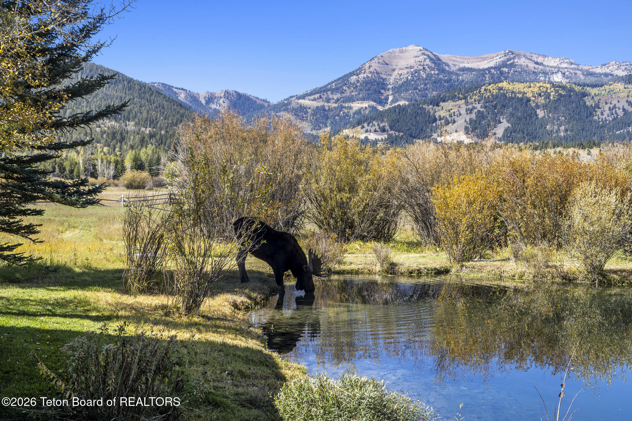 A moose drinks from a mountain pond bordered by autumn foliage, with forested peaks behind it.