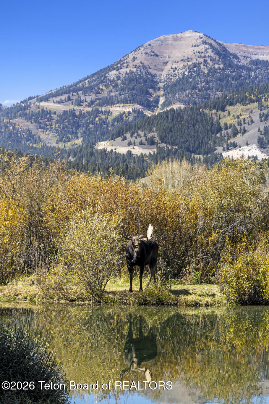 Moose beside a reflective pond, with golden autumn shrubs and a forested mountain behind it.