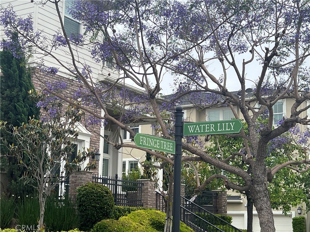42 Fringe Tree