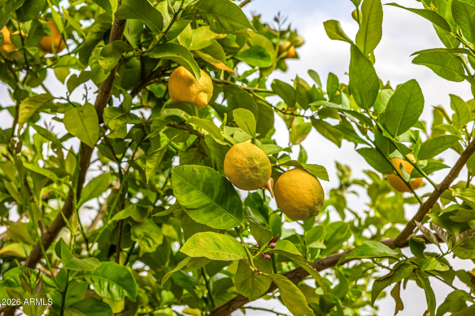 4010 E COOLIDGE Street