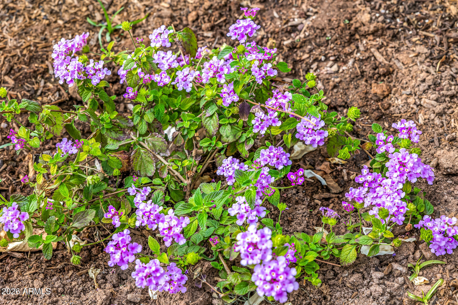 4010 E COOLIDGE Street