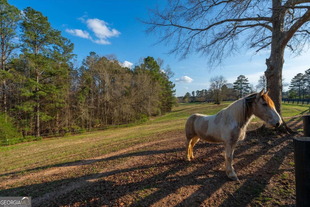 35 Saddleback Farms