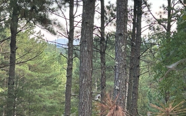 148 Highland Woods