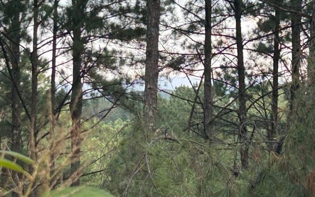 148 Highland Woods