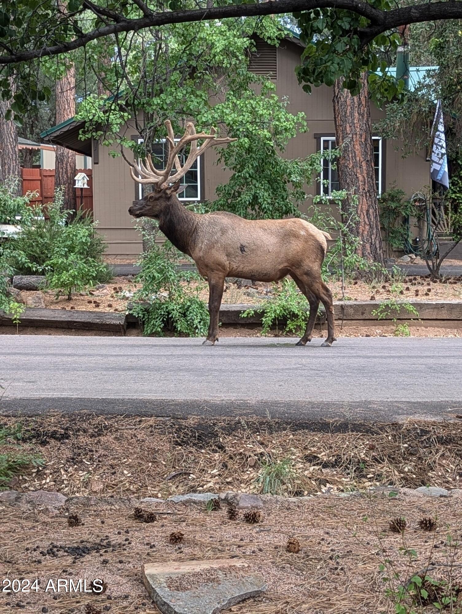 806 N PONDEROSA Circle