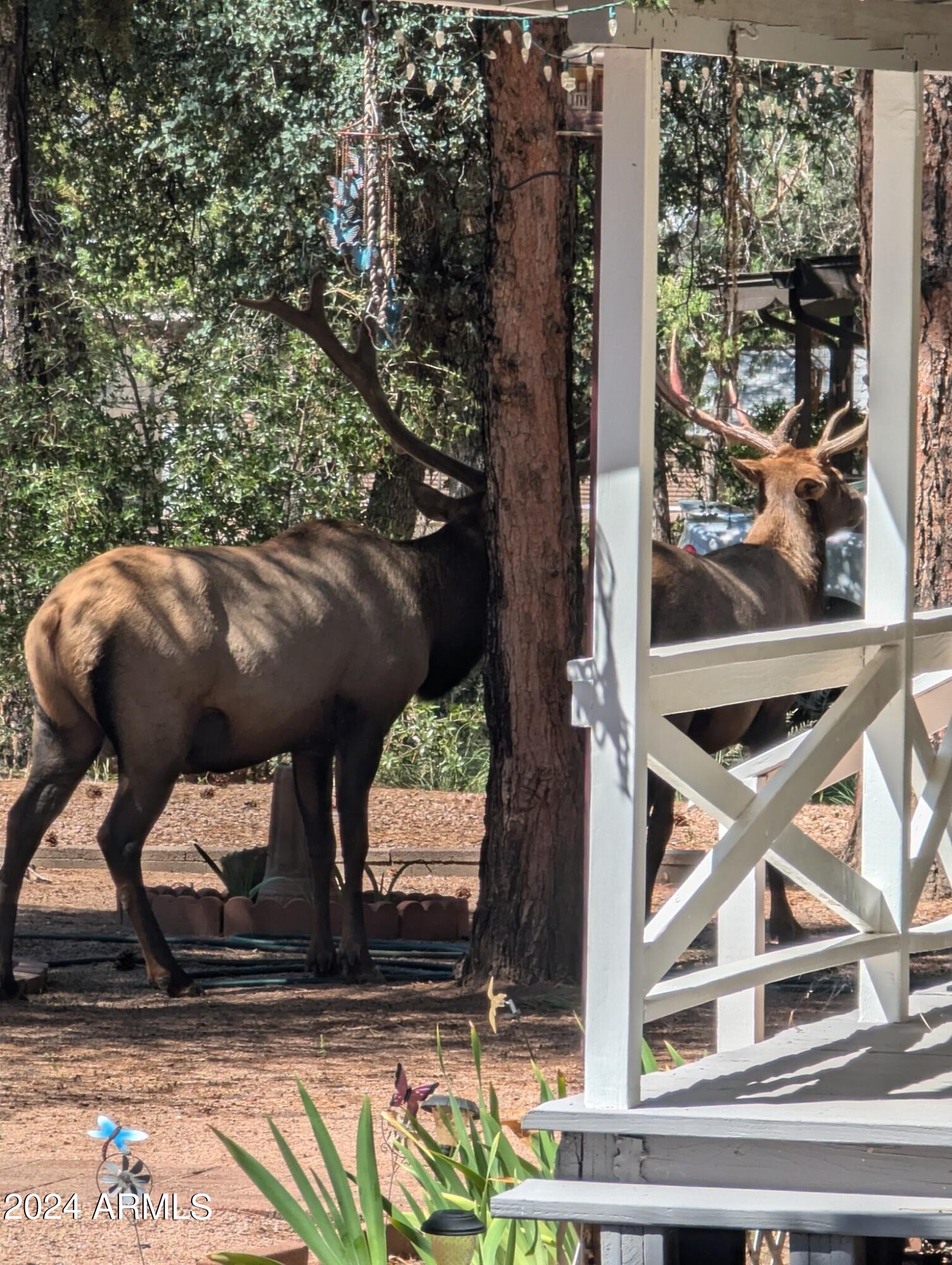 806 N PONDEROSA Circle