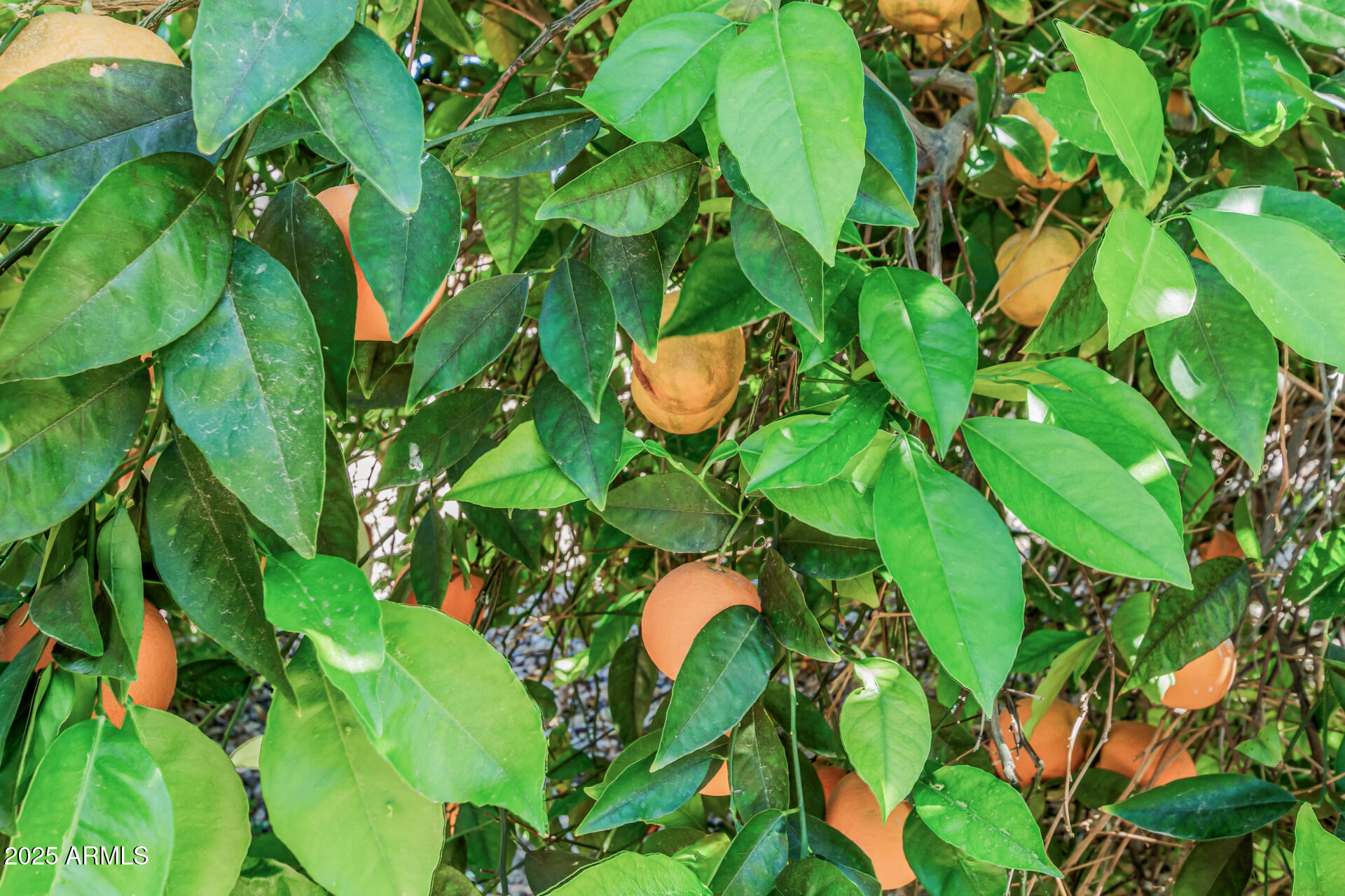 6533 W MOCKINGBIRD Court W