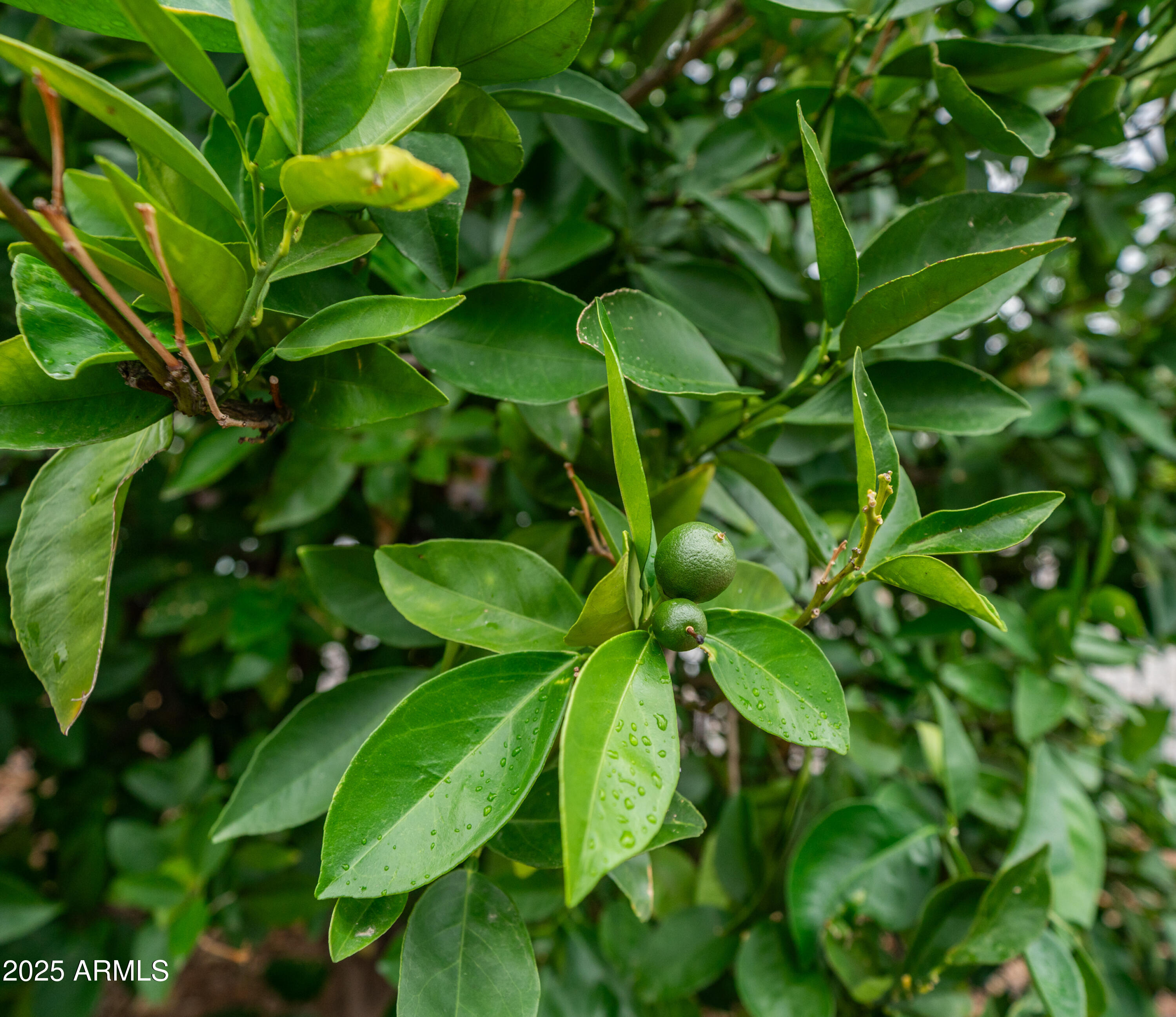 3355 S Cortez Road 98