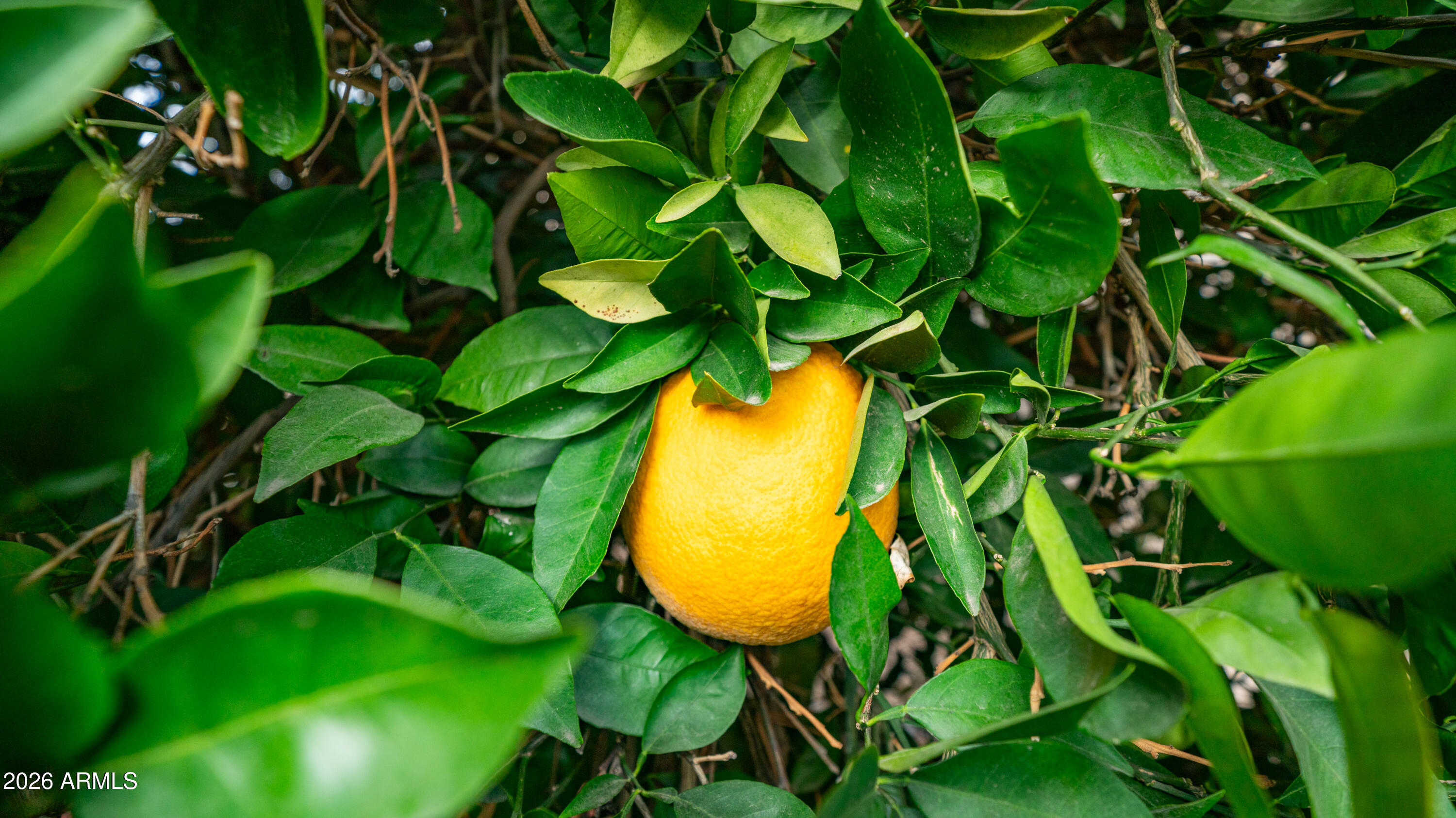 747 E Germann Road 92