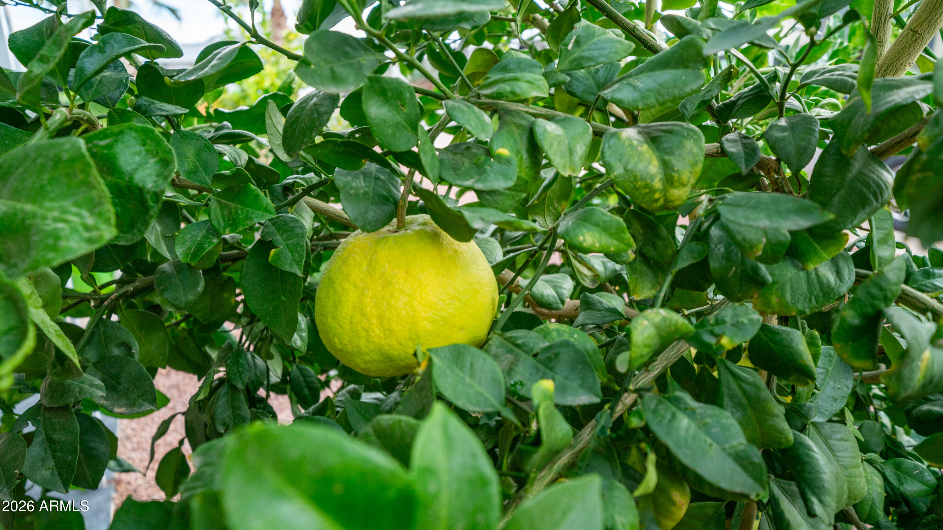 747 E Germann Road 92