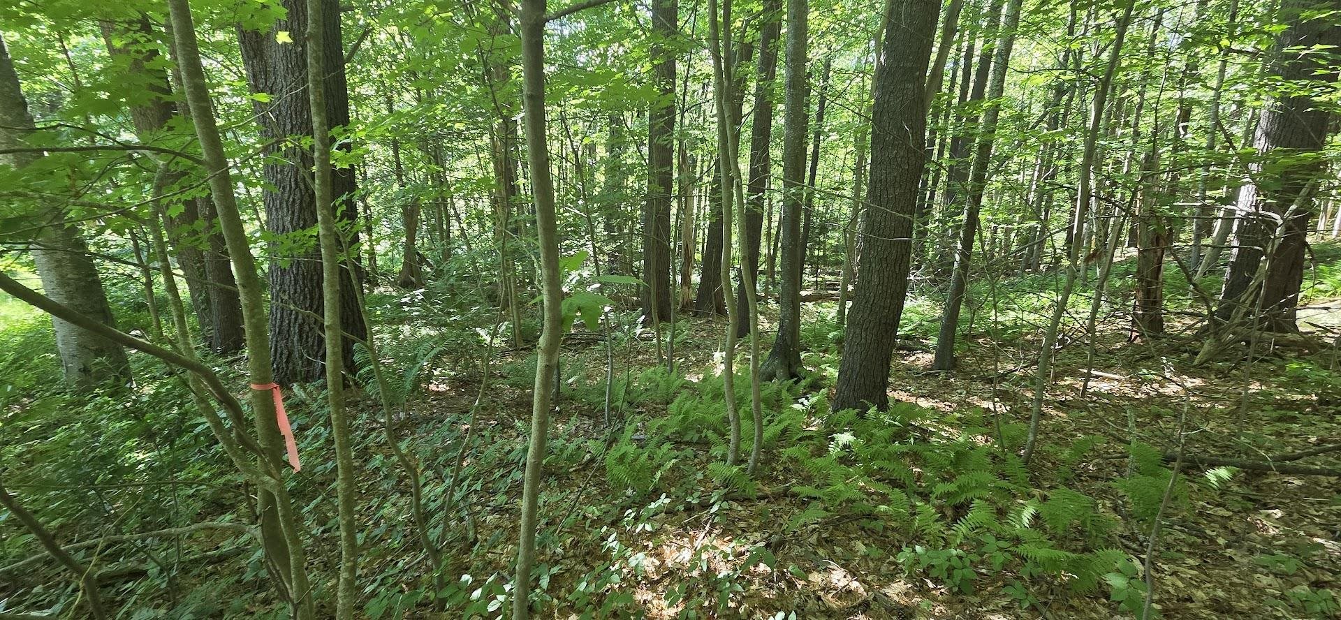 Map 101 Lot 18 Berry River Road