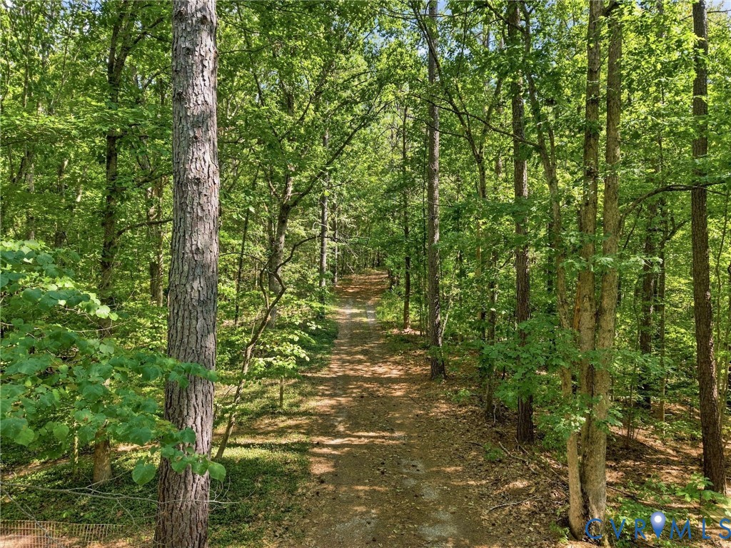 A dirt trail winds through dense green woods beneath mature trees.