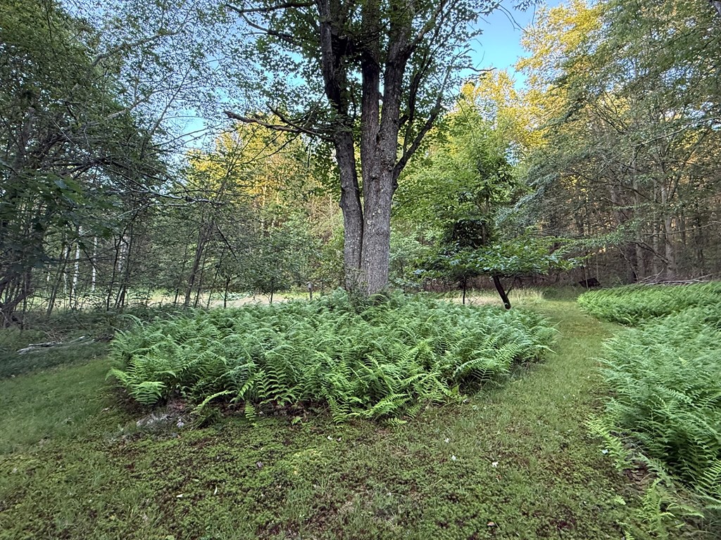 141 Coyote Lane