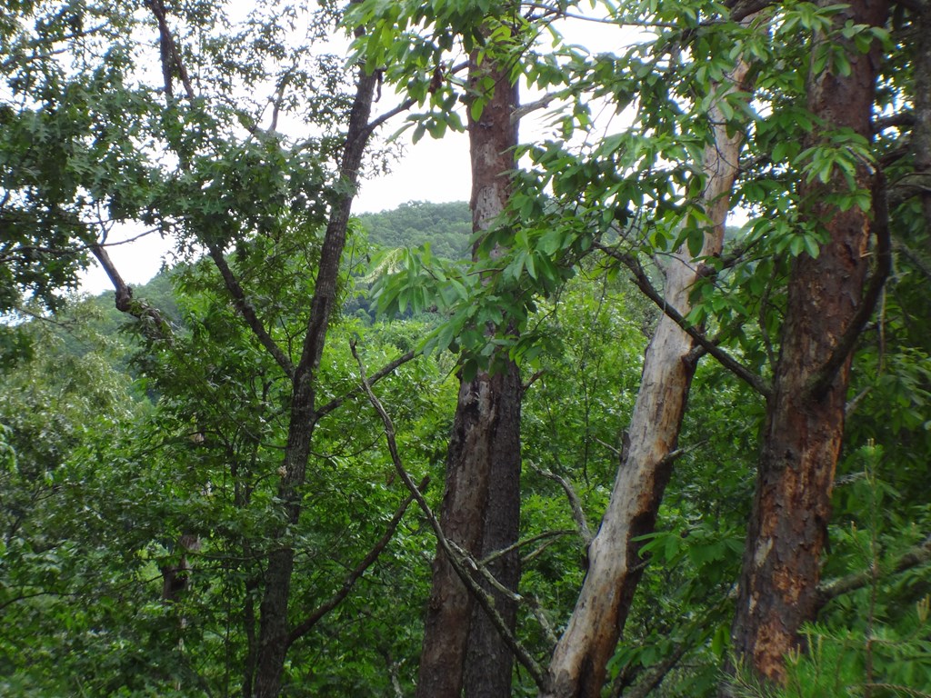 Lot #16 Porter Creek Drive LOT 16