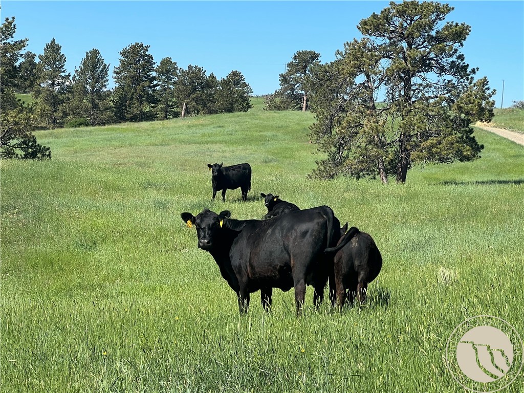 40 Acres Monahan ROAD