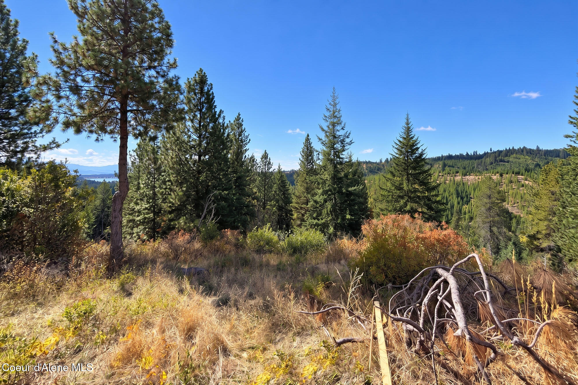 Wooded hillside property with pine trees and a distant water view.