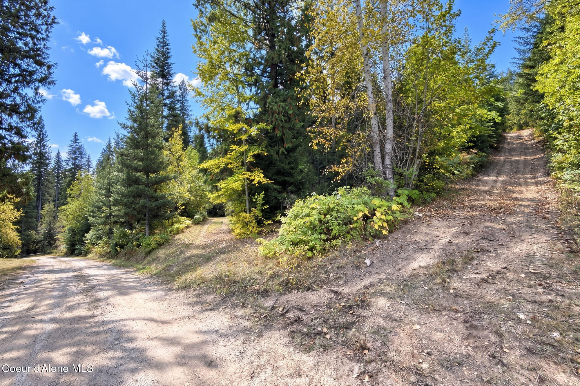 Dirt access road forks through a forest, with one track climbing uphill among autumn foliage.