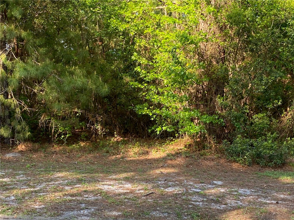 00 Canopy Lane