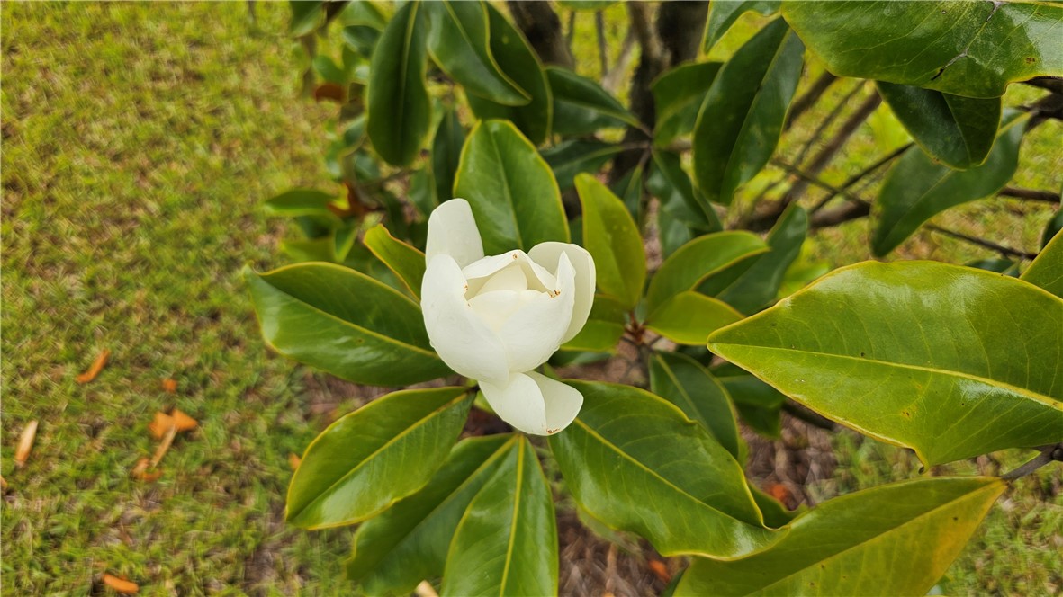 511 Autums Wood Circle