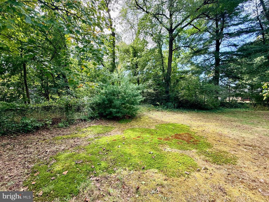 Tree-lined backyard with a small evergreen, patchy lawn, and scattered fallen leaves.