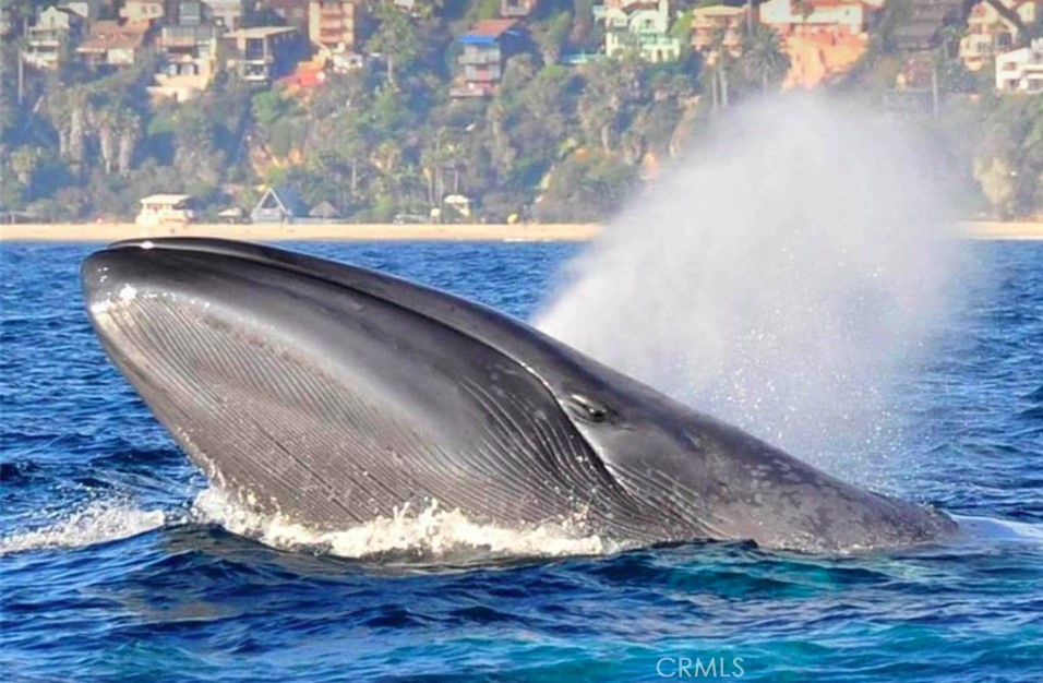 25622 Spinnaker Drive