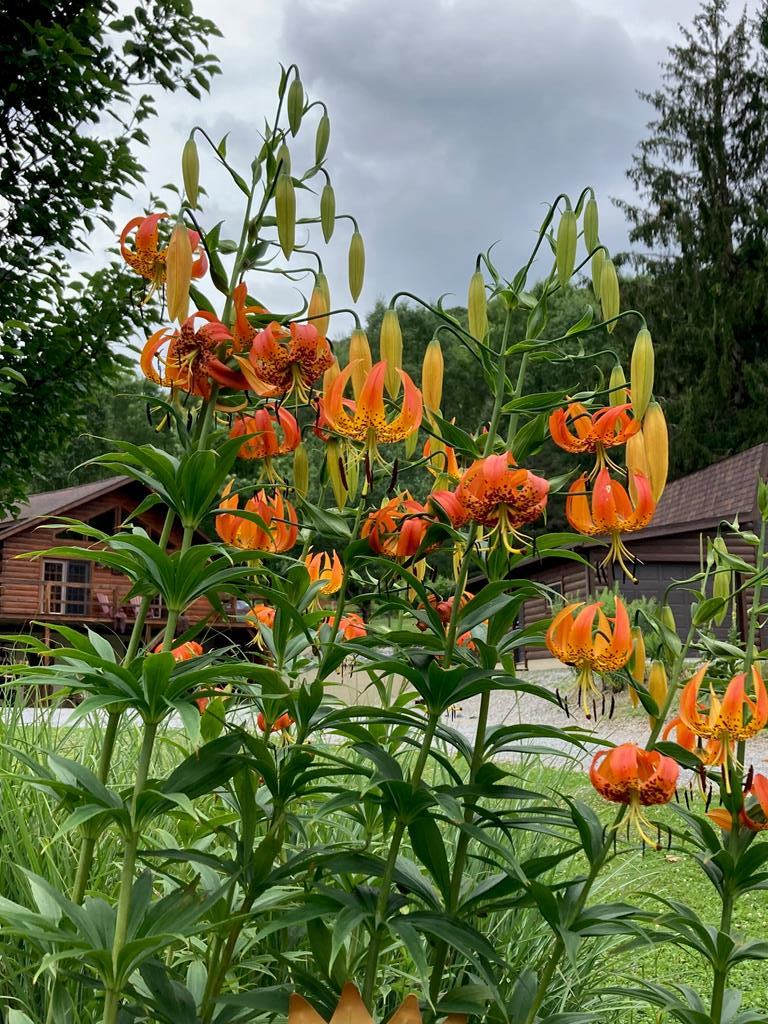 313 N. Brookland Rd.