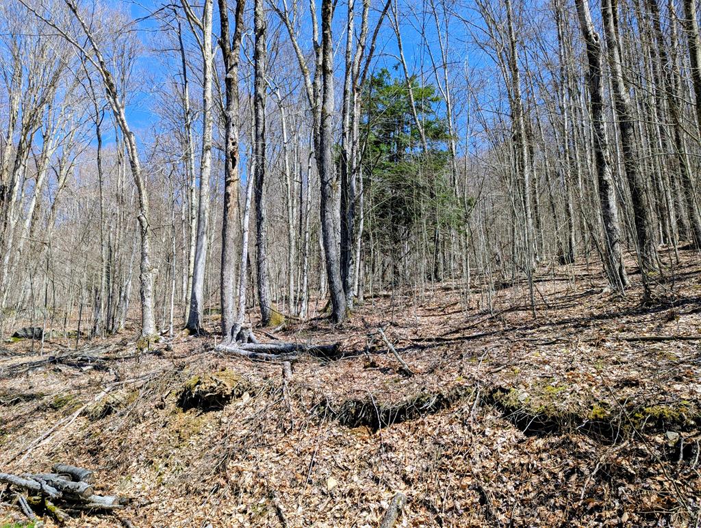 198 Spring Run Road