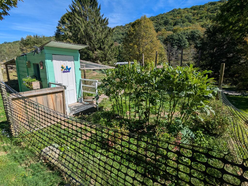 Fenced garden with tall plants and a turquoise shed beside wooded hills.