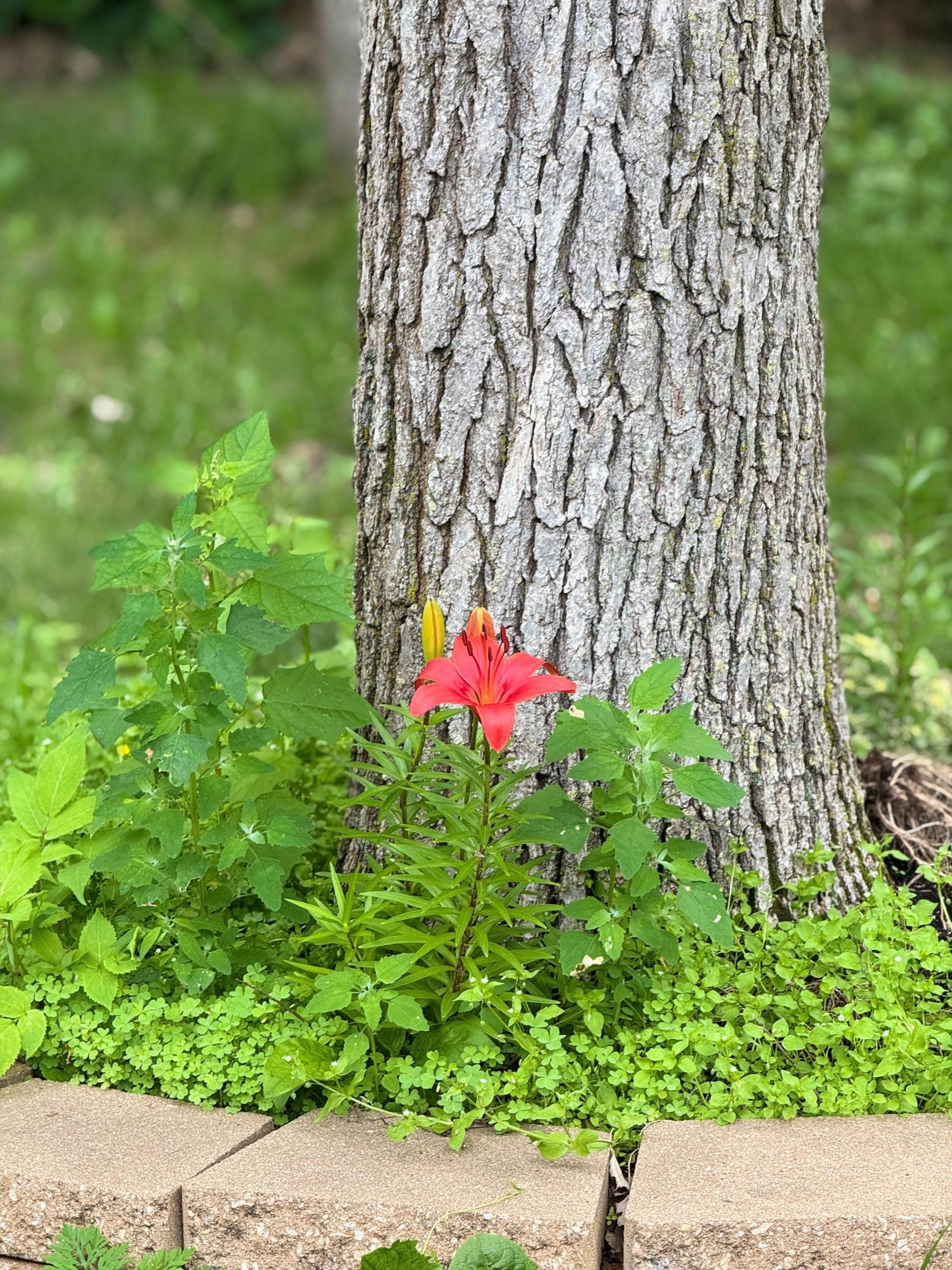 13608 Blue Heron Trail