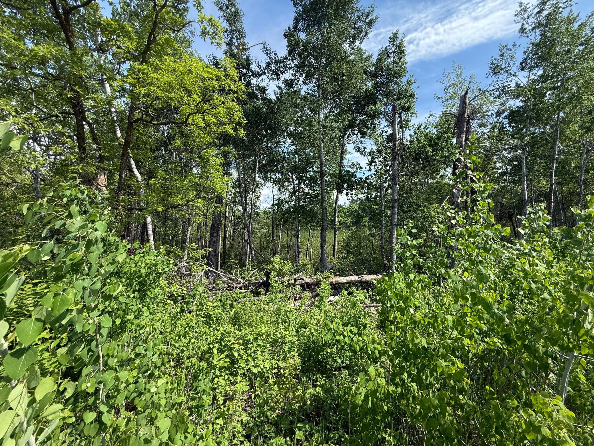 TBD County 4