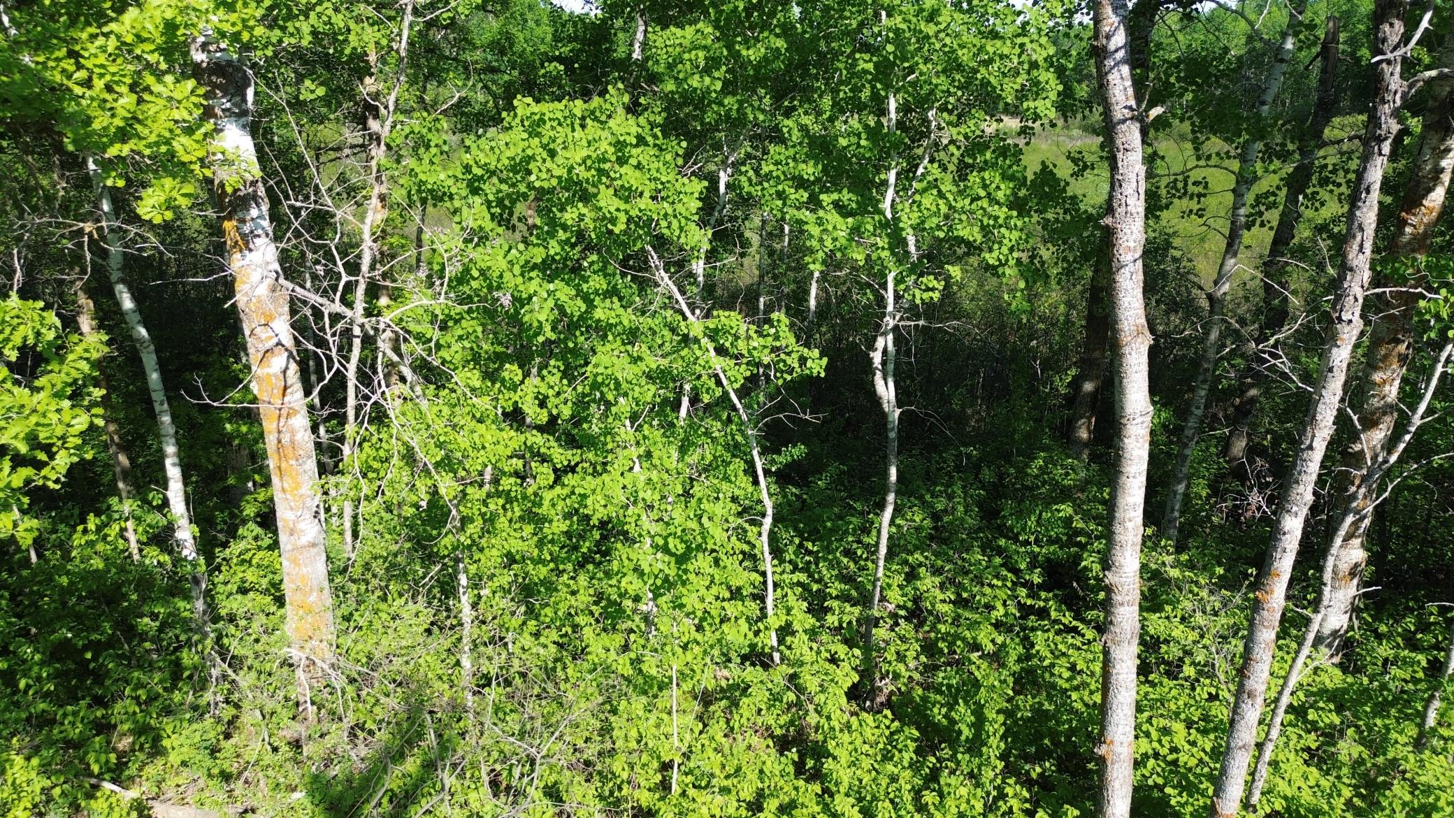 TBD County 4
