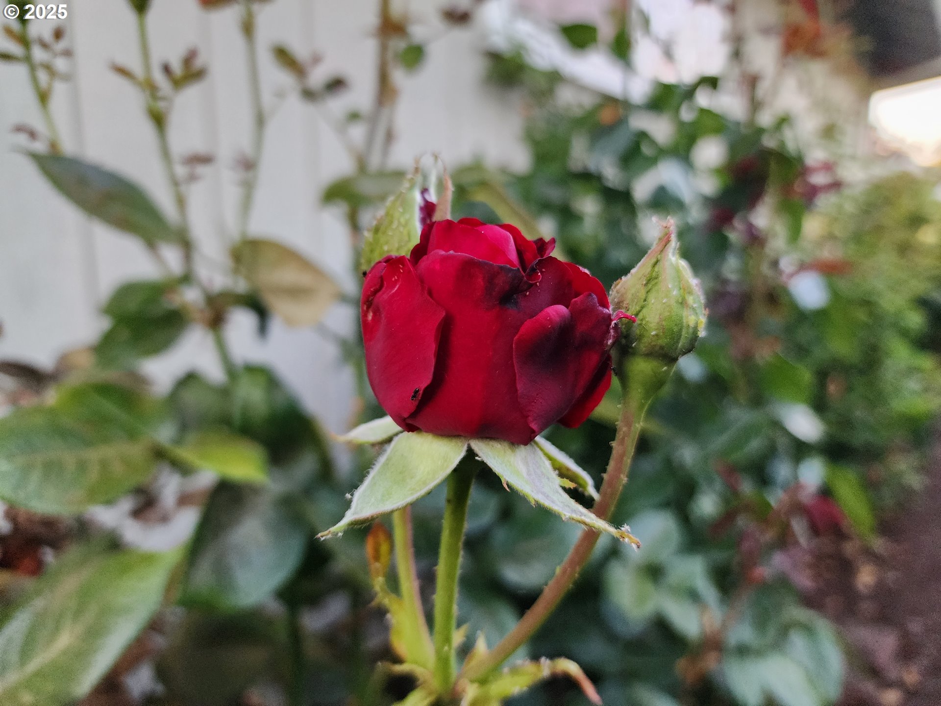 1527 NE LAURELWOOD CIR