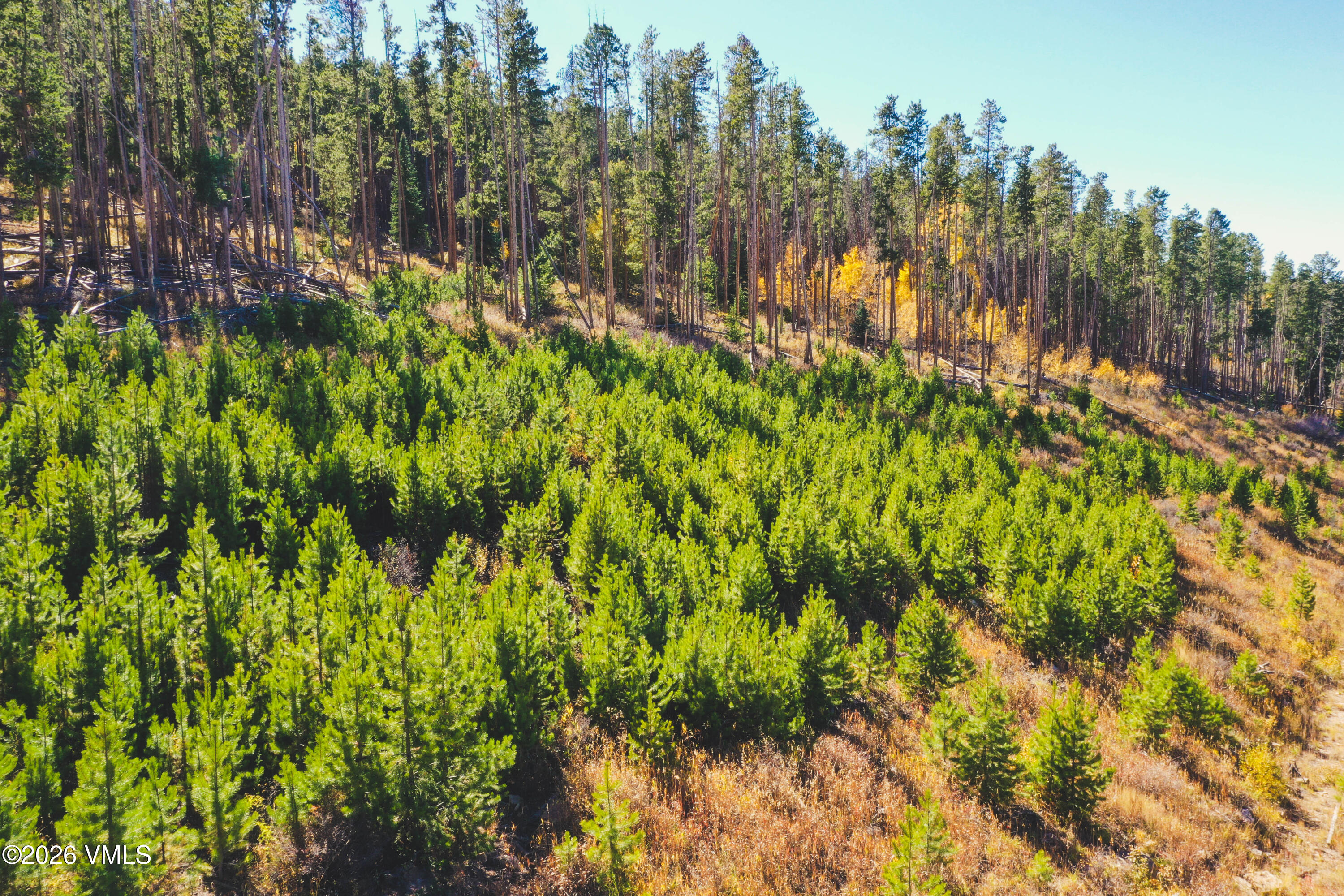 Wooded hillside lot with young pines, mature conifers, and golden autumn foliage.
