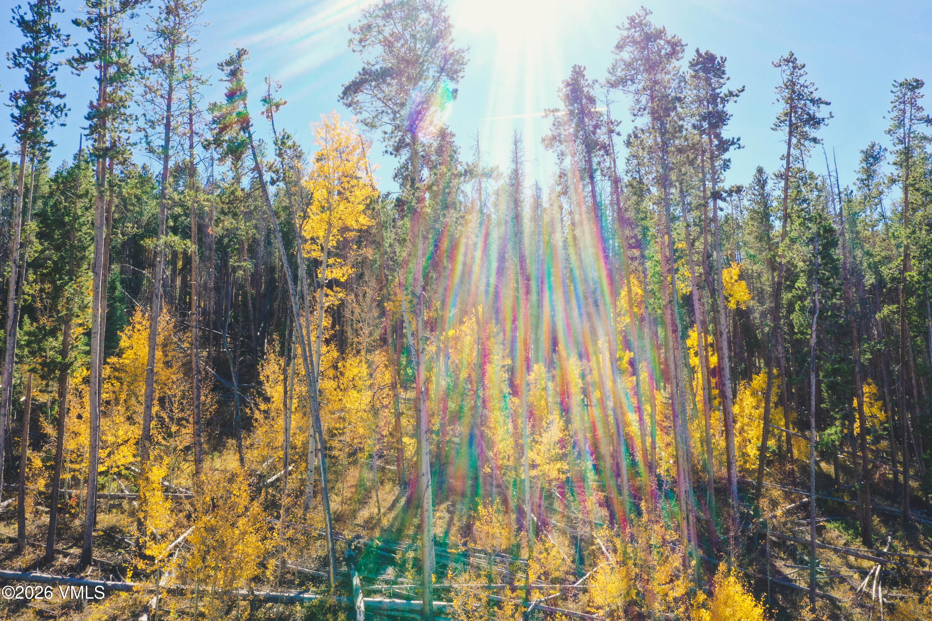 Wooded property with golden autumn aspens and sunlight filtering through tall pines.